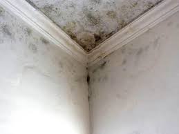 Why You Should Choose Our Mold Remediation Services in Vinita, OK