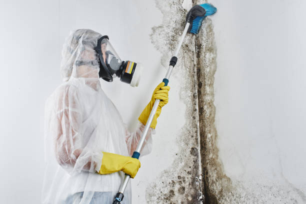 Best Mold Prevention Services in Vinita, OK