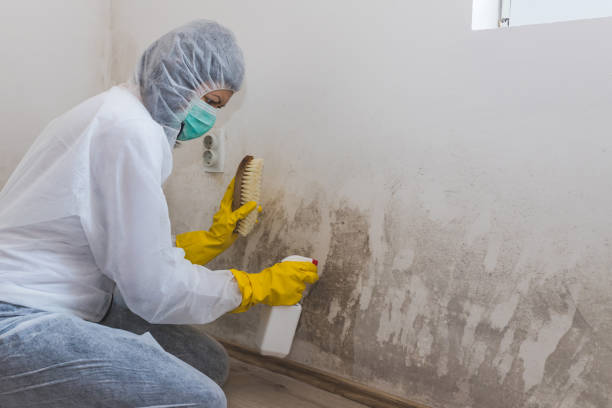 Best Mold Odor Removal Services in Vinita, OK