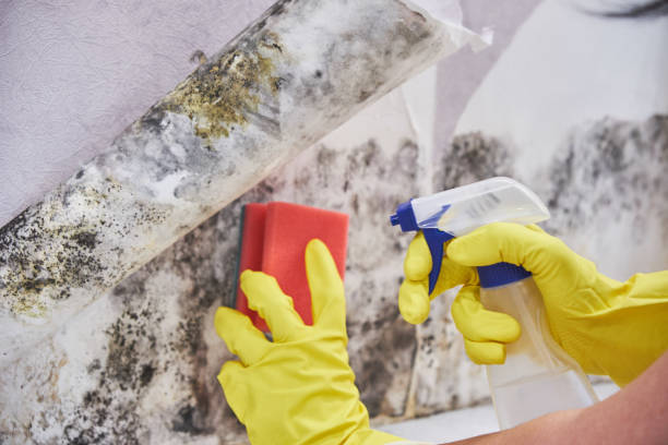 Best Black Mold Removal in Vinita, OK